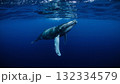 Another View of Whale Swimming Underwater in the Ocean 132334579
