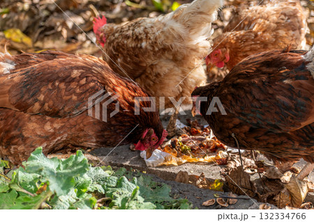 Free range poultry with healthy diet Free range poultry with healthy diet 132334766