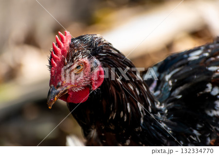 Free range poultry with healthy diet Free range poultry with healthy diet 132334770