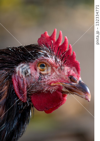 Free range poultry with healthy diet 132334771