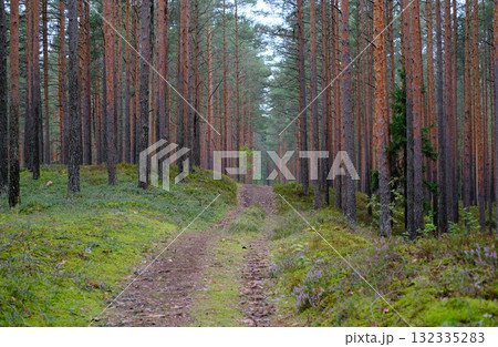 A serene dirt path winds its way through a dense and beautiful pine forest near Parnu, Estonia 132335283