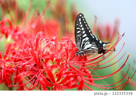 雨上がりの彼岸花にとまるアゲハ蝶 雨上がりの彼岸花にとまるアゲハ蝶 132335339