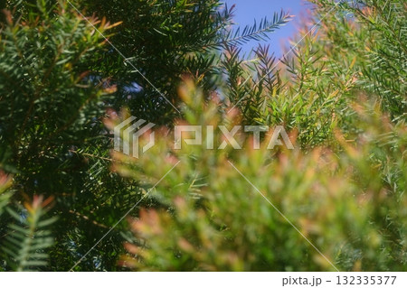 Melaleuca bracteata macro leaves small world Melaleuca bracteata macro leaves small world 132335377