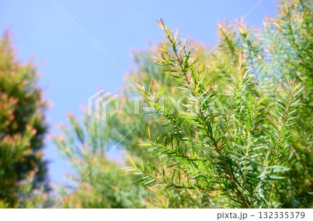 Melaleuca bracteata macro leaves small world 132335379