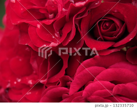 6月に美しく咲いた雨上がりの赤色のバラ「ユーロピアーナ」 132335710