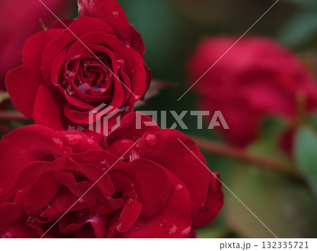 6月に美しく咲いた雨上がりの赤色のバラ「ユーロピアーナ」 132335721