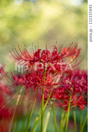 Red spider lily flowers blooming in the garden Red spider lily flowers blooming in the garden 132335842