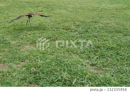 ハリスホーク ハリスホーク 132335958