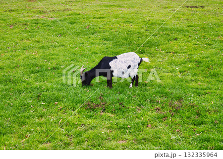Black and White Spotted Goat Grazing Hungrily on Fresh Green Grass in Open Pasture Under Cloudy Sky 132335964