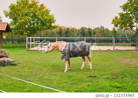 Palomino Horse Wearing Protective Blanket Standing Alertly on Green Grass Near Fenced Paddock and Wooden Shelter in Autumn Rural Farm 132335965