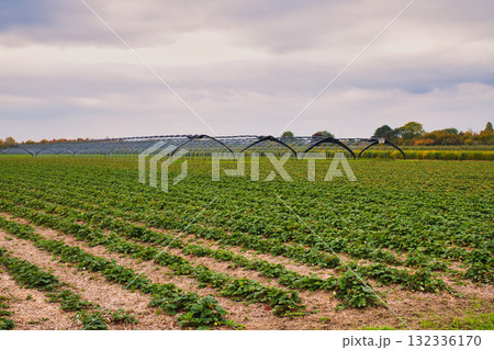 Expansive Strawberry Field with Neat Rows of Green Plants and Distant Polytunnels Under Overcast Autumn Sky 132336170