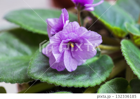 A vibrant purple African violet flower captured in a sunlight close-up 132336185