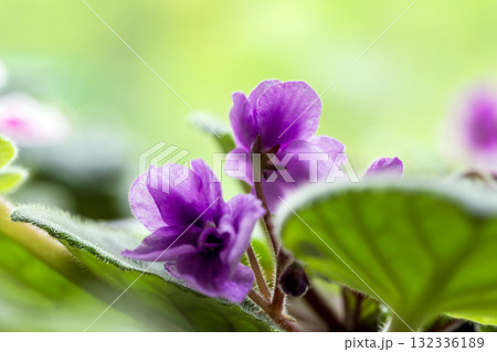 A vibrant purple and African violet flower captured in a sunlight close-up 132336189