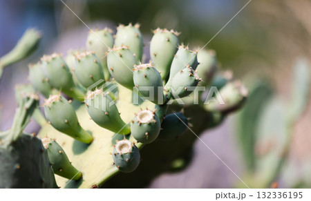 Vibrant close-up of green prickly pear fruits growing on a cactus pad Vibrant close-up of green prickly pear fruits growing on a cactus pad 132336195