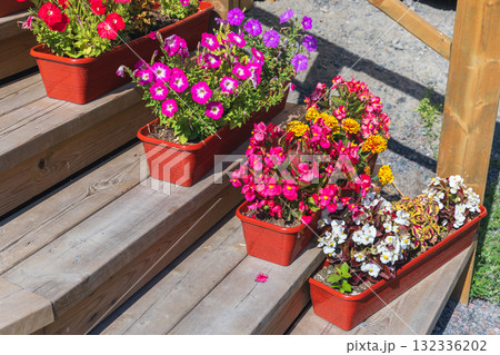 Colorful flowering plants growing in brown pots are at the stairs in the garden 132336202