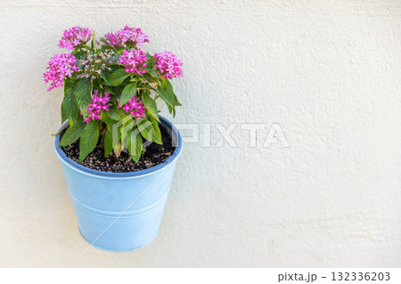 A vibrant pink flowering plant in a light-blue metal pot sits against white wall 132336203