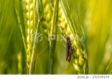 insect on green wheat, close-up, selective focus, defocused background 132336524