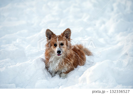 welsh corgi pembroke plays in the white snow welsh corgi pembroke plays in the white snow 132336527