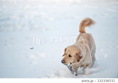 small golden retriever puppy playing in the snow 132336531