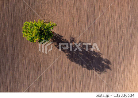 top down view on a lone tree in the middle of a cultivated field, field with tractor tracks, copy space top down view on a lone tree in the middle of a cultivated field, field with tractor tracks, copy space 132336534