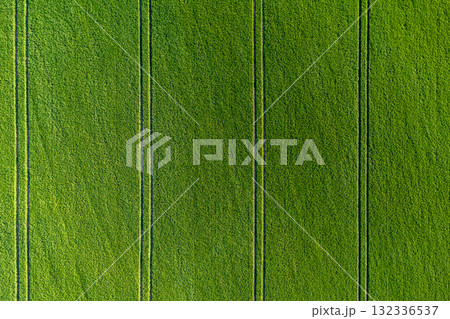 green agricultural field from above vith stripes 132336537