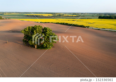 Aerial landscape with a lonely tree mowed cereal in the field of sunny day 132336561