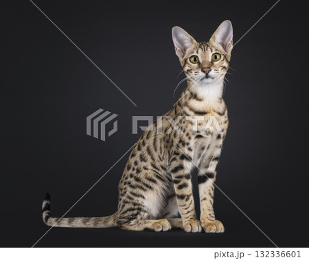 Savannah cat on black Savannah cat on black 132336601