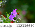 キキョウの蜜を吸うホシホウジャク 132336630
