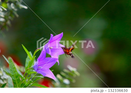 キキョウの蜜を吸うホシホウジャク 132336630