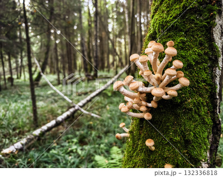 Clusters of mushrooms growing on a mossy tree in a sunlit forest 132336818
