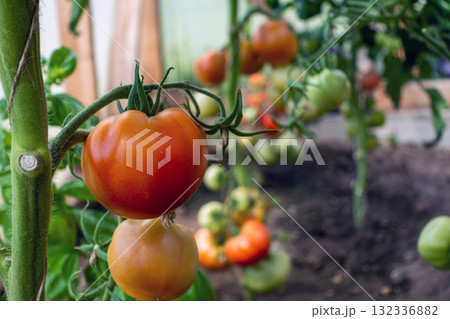 bunch of red tomatoes hanging on tomato plant branch in greenhouse, closeup 132336882