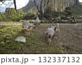Geese graze on a green grass. A flock of four domestic geese walks together in mountains 132337132