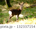 森に住まう小鹿 132337154