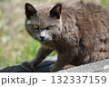 警戒をしている野良猫 132337159