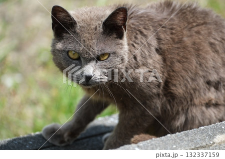 警戒をしている野良猫 132337159