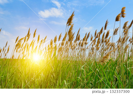 Golden Reeds and Green Grass Against a Bright Blue Sky with Sun Flare Golden Reeds and Green Grass Against a Bright Blue Sky with Sun Flare 132337300