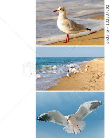 Wildlife and Coastal Freedom: Gulls in Different Action Shots Wildlife and Coastal Freedom: Gulls in Different Action Shots 132337302