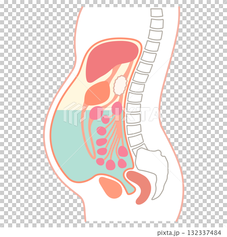 腹部有腹水 腹部有腹水 132337484