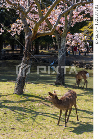 春の古都奈良　日本さくら名所100選　奈良公園　奈良九重桜と鹿 132337581