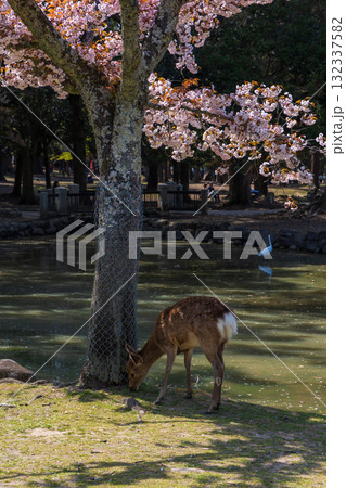 春の古都奈良　日本さくら名所100選　奈良公園　奈良九重桜と鹿 132337582