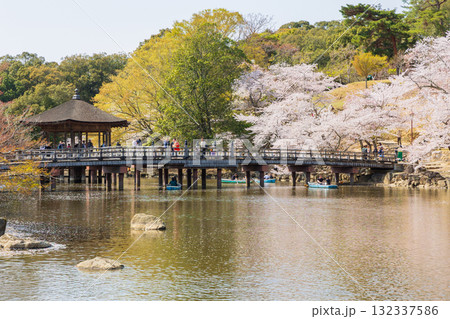 春の古都奈良　日本さくら名所100選　奈良公園　鷺池 132337586