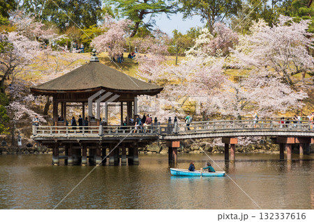 春の古都奈良 日本さくら名所100選 奈良公園 浮見堂 春の古都奈良 日本さくら名所100選 奈良公園 浮見堂 132337616