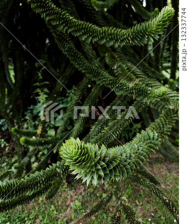 Araucaria araucana an evergreen tree Araucaria araucana an evergreen tree 132337744