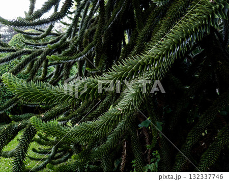 Close-up of monkey puzzle tree 132337746