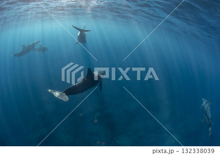 海面を泳ぐハンドウイルカの群れ 132338039