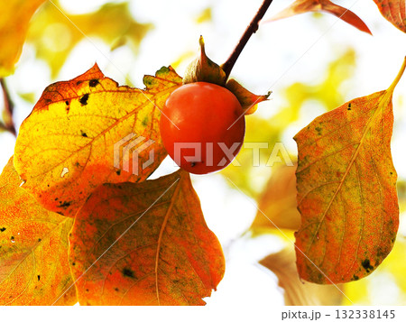 熟れた柿の実（葉っぱと実をつけたカキの枝） 132338145