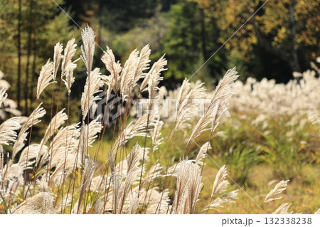 風に揺れる中禅寺湖周辺のススキ 132338238