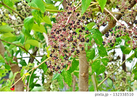 熟し始めたタラノキの実(秋、十月) 熟し始めたタラノキの実(秋、十月) 132338510