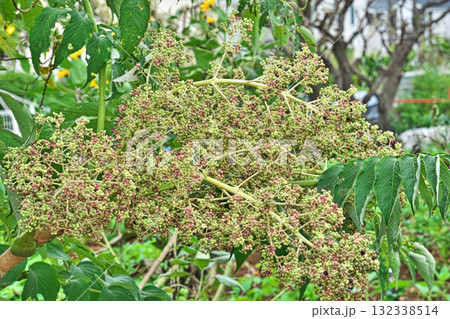 熟し始めたタラノキの実（秋、十月） 132338514