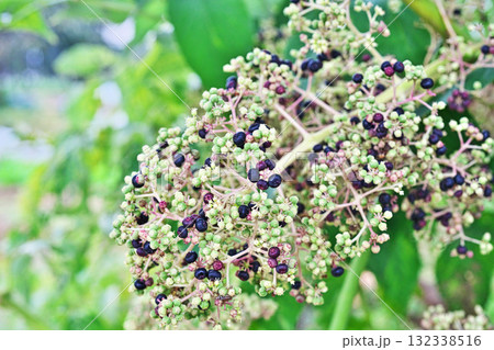 熟し始めたタラノキの実（秋、十月） 132338516